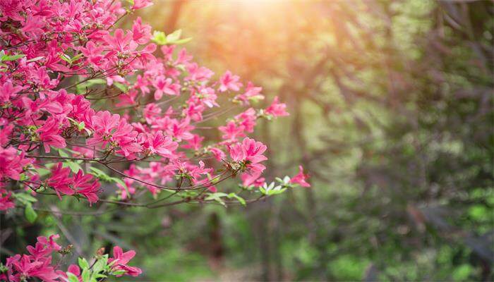 杜鹃夏天30°以上怎么养 杜鹃夏天30°以上怎么养
