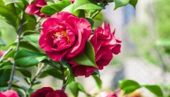 茶花