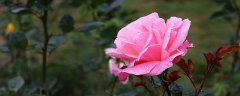 月季花叶子上有白霜是怎么回事