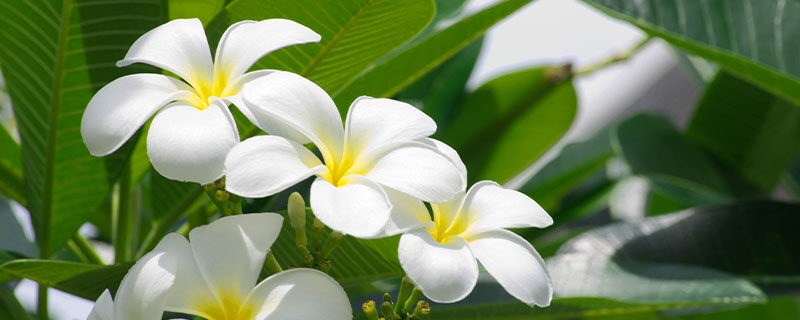 葱兰一年开几次花 葱兰一年开几次花