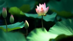 碗莲无土水养方法