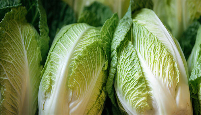 天津绿白菜 天津绿白菜