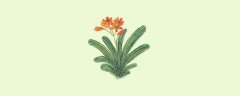 君子兰怎么养