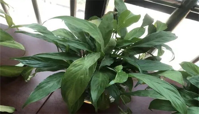 一帆风顺的花怎么养怎么浇水 一帆风顺的花怎么养怎么浇水
