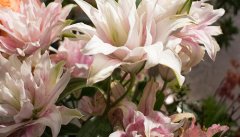 百合花