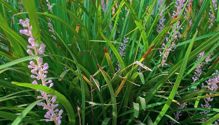 沿阶草 沿阶草