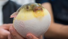 河豚