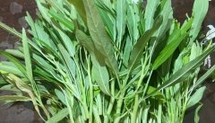青叶白壳空心菜