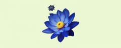 蓝莲花象征什么