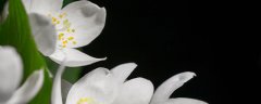 茉莉花如何养殖