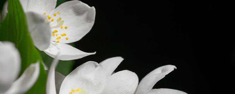 茉莉花如何养殖 茉莉花如何养殖