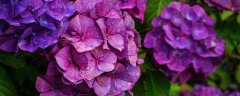 紫色绣球花花语