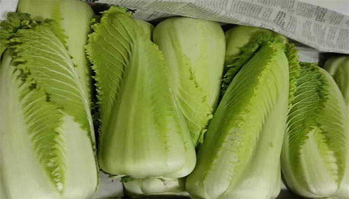 龙牙白菜 龙牙白菜