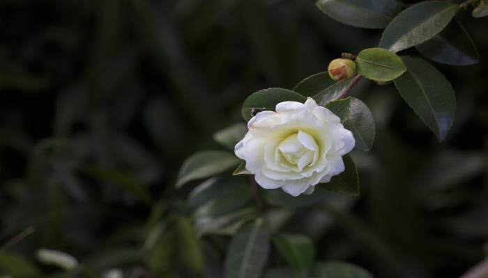 茶花怎样浇水几天浇一次 茶花怎样浇水几天浇一次