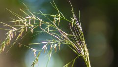 芨芨草