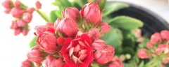 玫瑰花茶价格