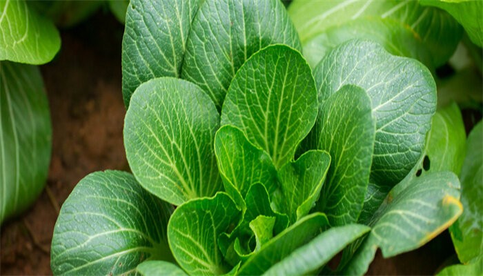 上海白菜 上海白菜