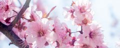 桃花是什么季节开的