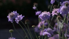 紫背竹芋