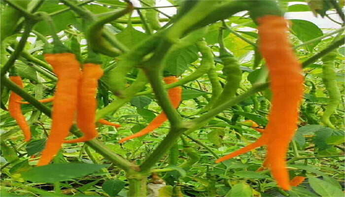 三樟黄贡椒 三樟黄贡椒