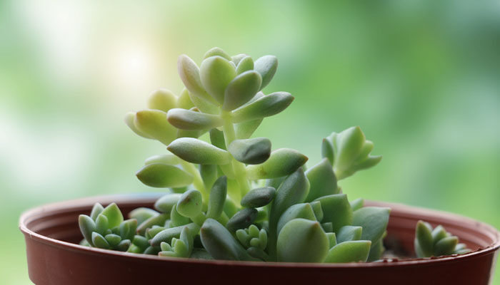 多肉植物 多肉植物