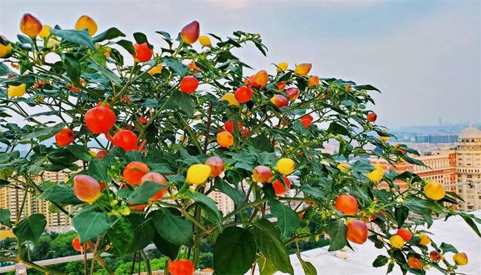 七彩辣椒的种植方法和养护 七彩辣椒的种植方法和养护