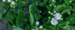 茉莉花叶子发黄是怎么回事