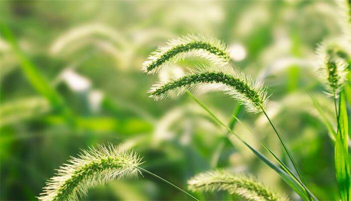 蛤蟆草什么时候采摘最合适? 蛤蟆草什么时候采摘最合适?