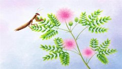 含羞草