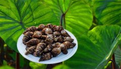 靖江香沙芋