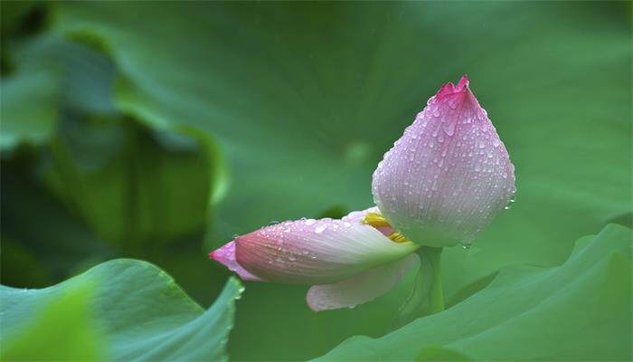 蓝莲花想表达的意思 蓝莲花想表达的意思