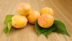 黑叶杏
