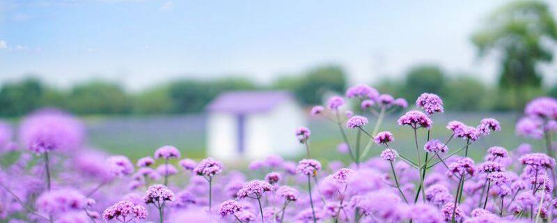 花痴老公 花痴老公