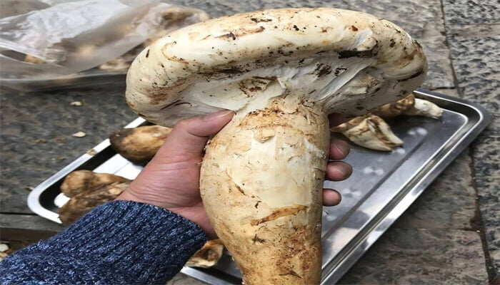 老人头菌 老人头菌