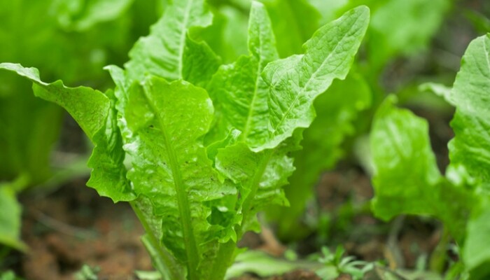 油麦菜 油麦菜