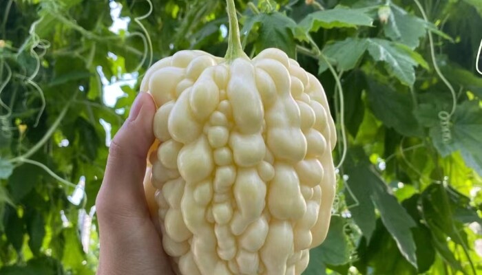 苹果苦瓜 苹果苦瓜