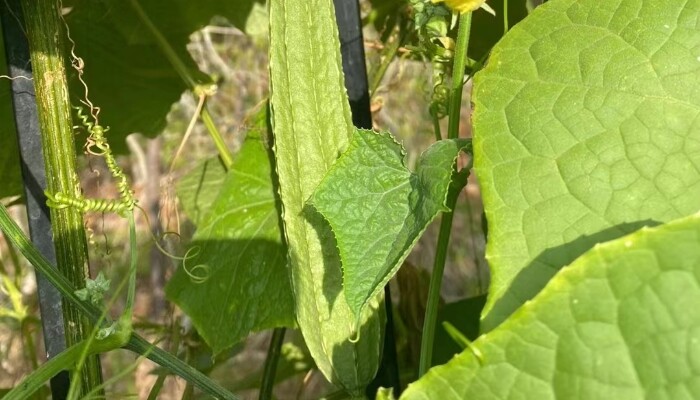 有棱丝瓜 有棱丝瓜