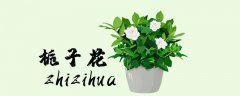 栀子花喜水吗