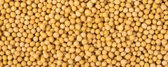 黄豆怎么种植方法
