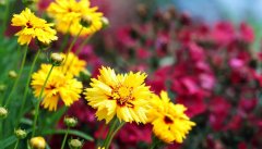 大花金鸡菊
