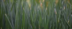香葱怎么种植容易发芽