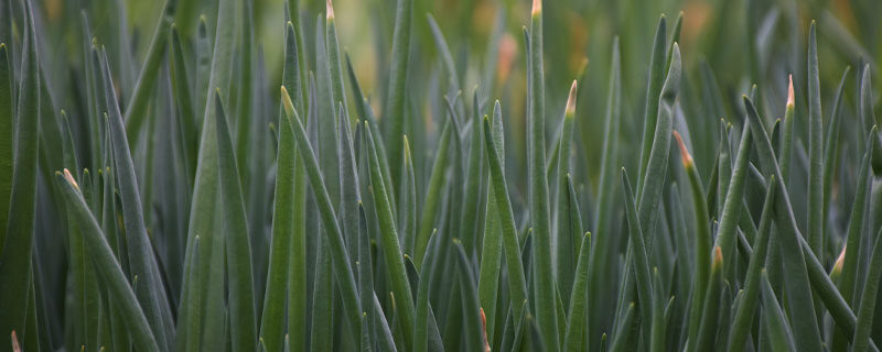 香葱怎么种植容易发芽