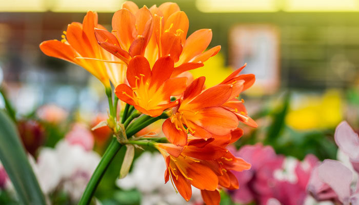 君子兰开花迹象 君子兰开花迹象