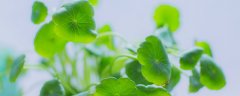 铜钱草摆放禁忌