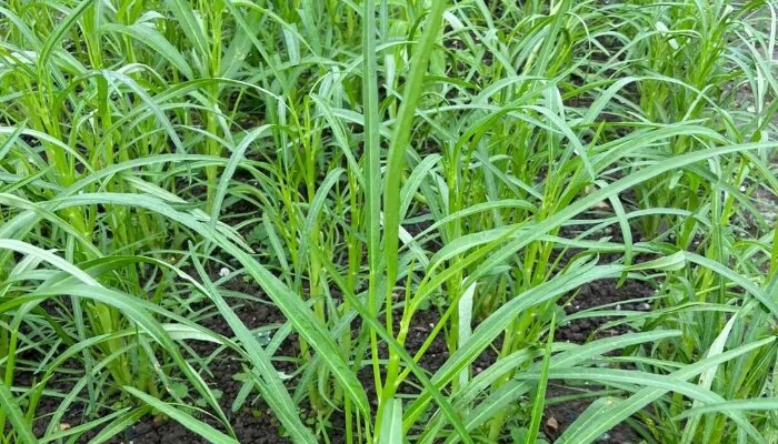 绿茎细叶空心菜 绿茎细叶空心菜