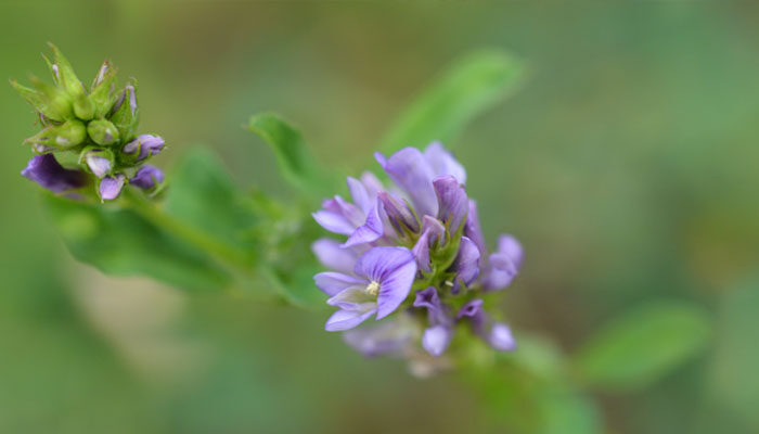 紫花苜蓿 紫花苜蓿