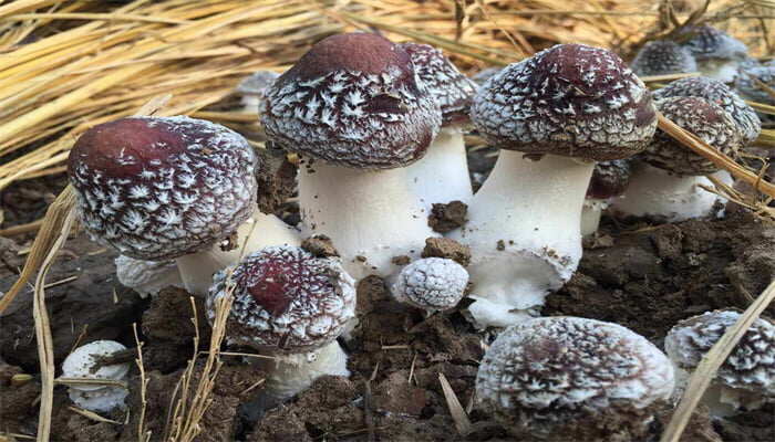 皱环球盖菇 皱环球盖菇