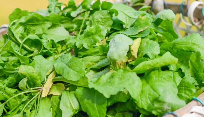 大荠菜 大荠菜