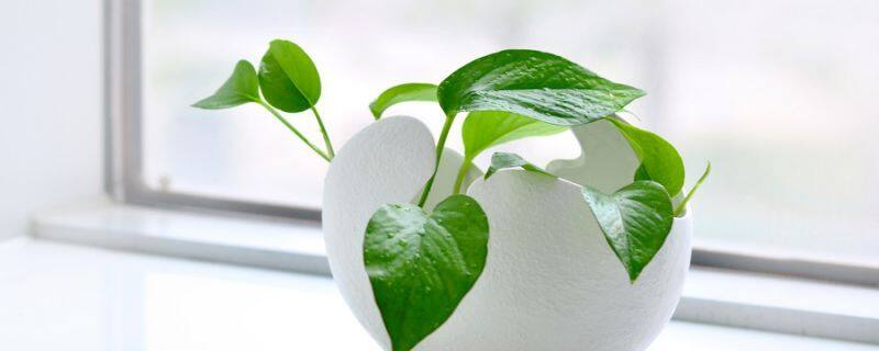 适合放在室内的植物