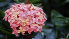 龙船花